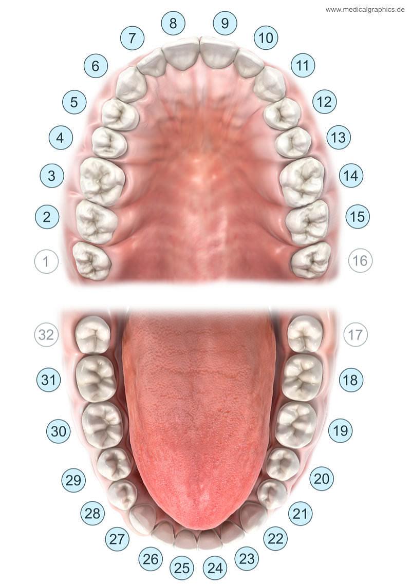 Illustration Zahnschema amerikanisch / Tooth scheme ADA