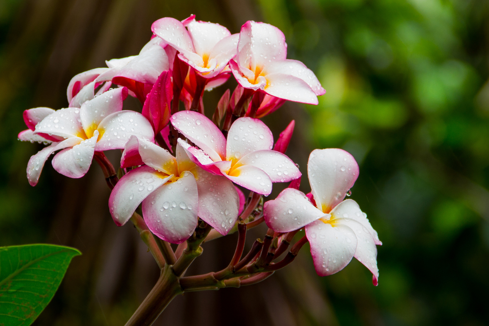 Pink Plumeria (HD+ Wallpaper)