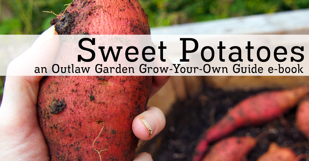 Sweet Potato Grow Guide