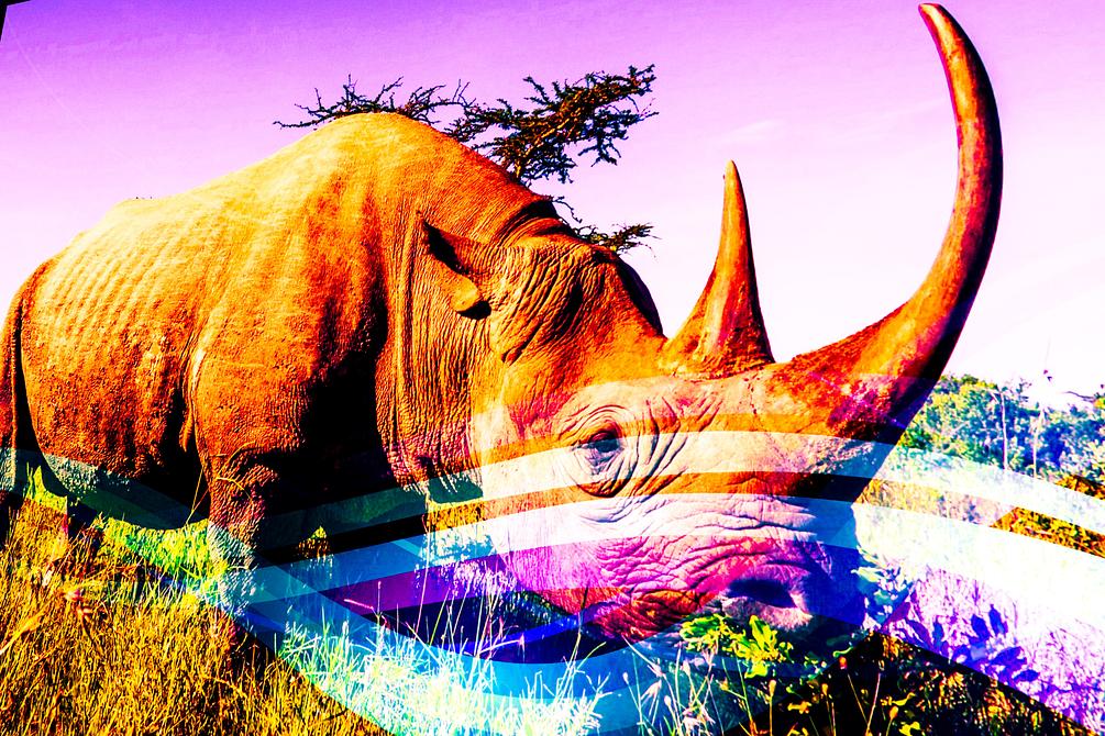 Amazing Rhino wallpaper
