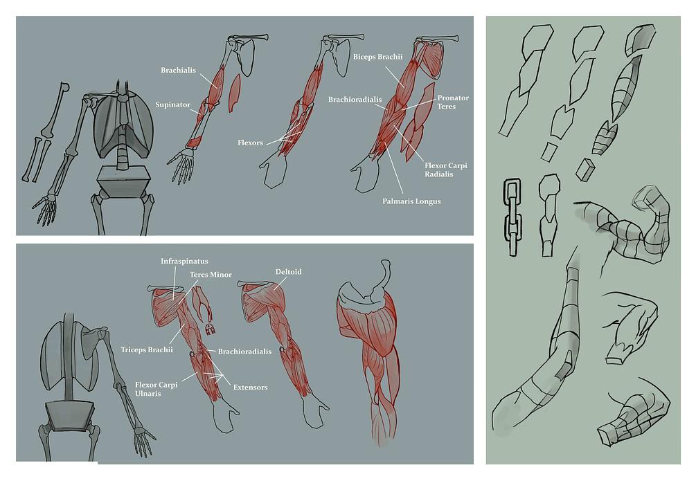 Anatomy Cheat Sheet For Drawing The Human Figure