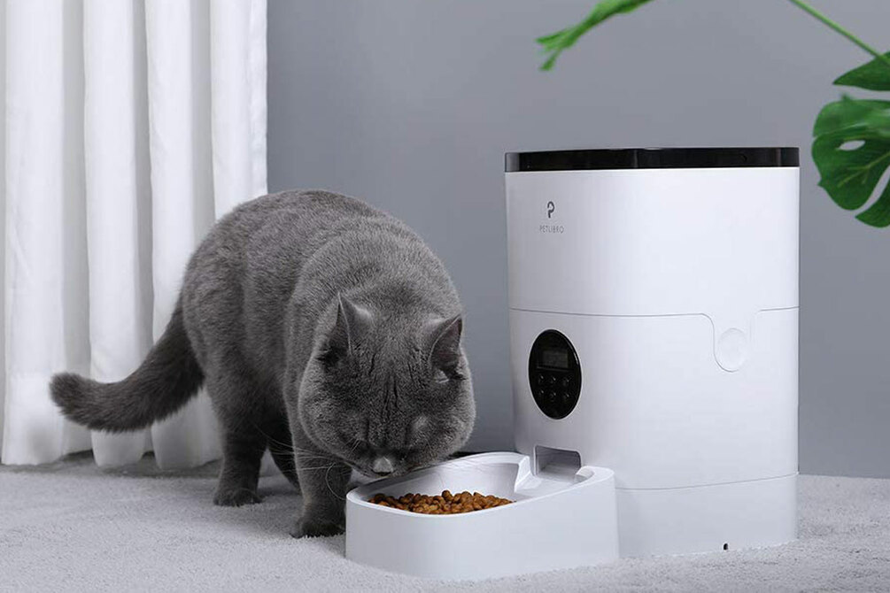 petsmart automatic cat feeder
