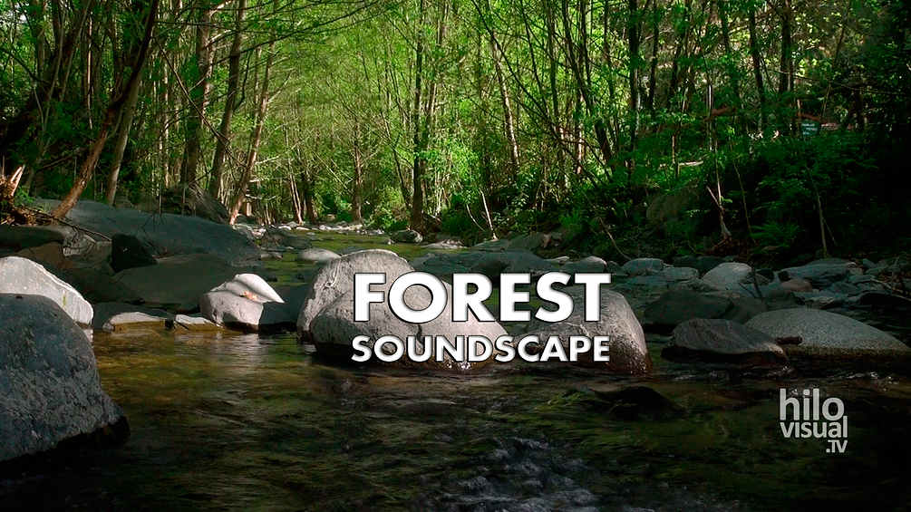 FOREST SOUNDSCAPE (MP3)