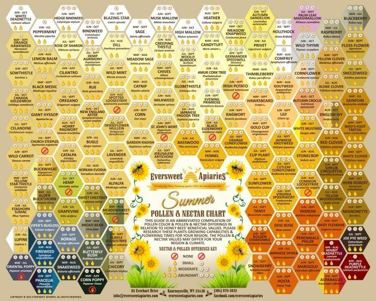 summer-pollen-nectar-chart-for-honeybees-digital-download-hi-res-jpg-or-pdf