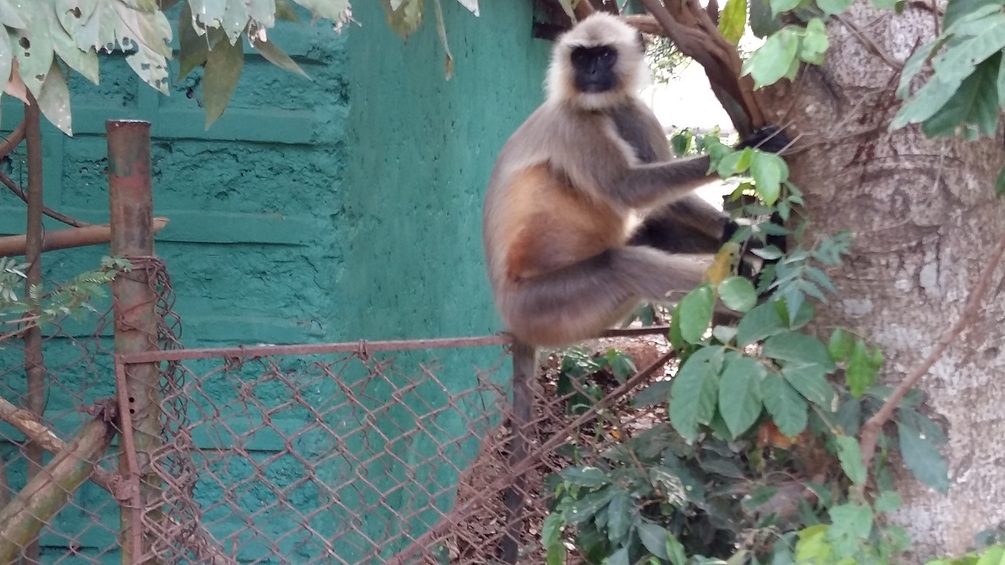 Monkey in zoo on a gate image