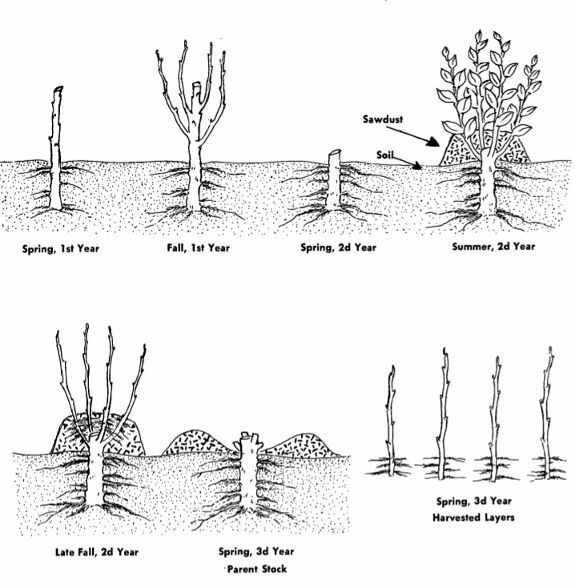 Fruit Tree Rootstocks- Greenhills Nursery