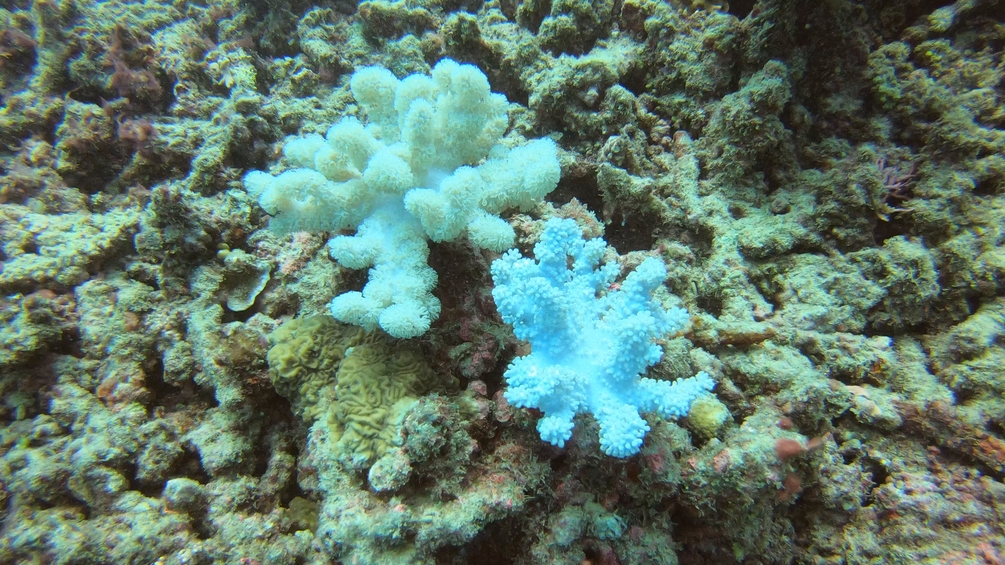 Adopt a baby coral