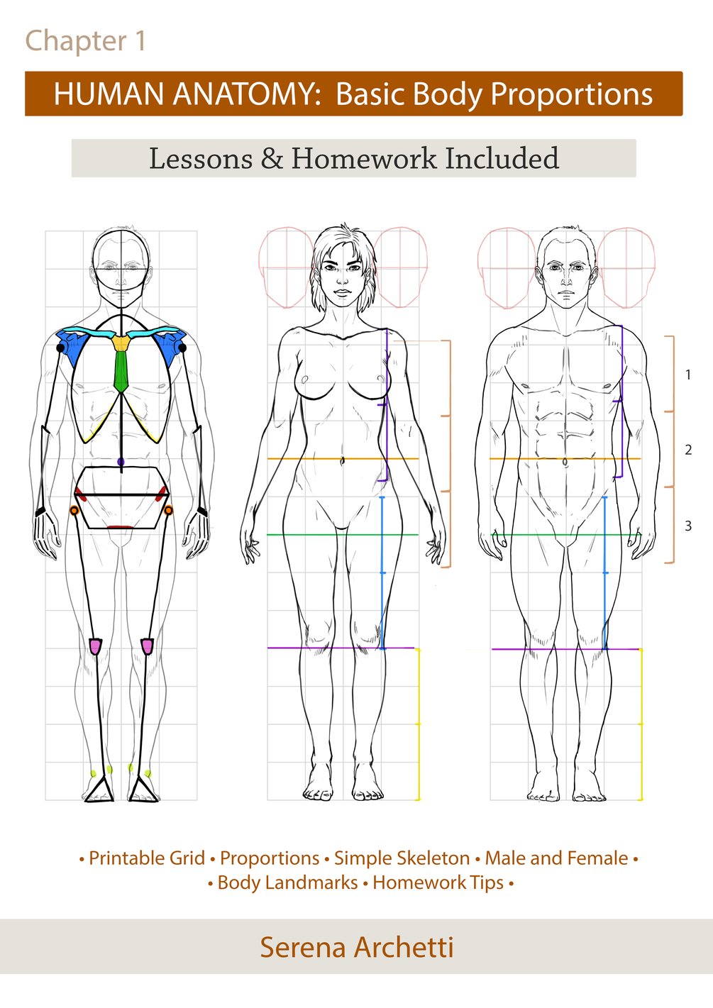 Understanding Body Proportions - The Creative Curator