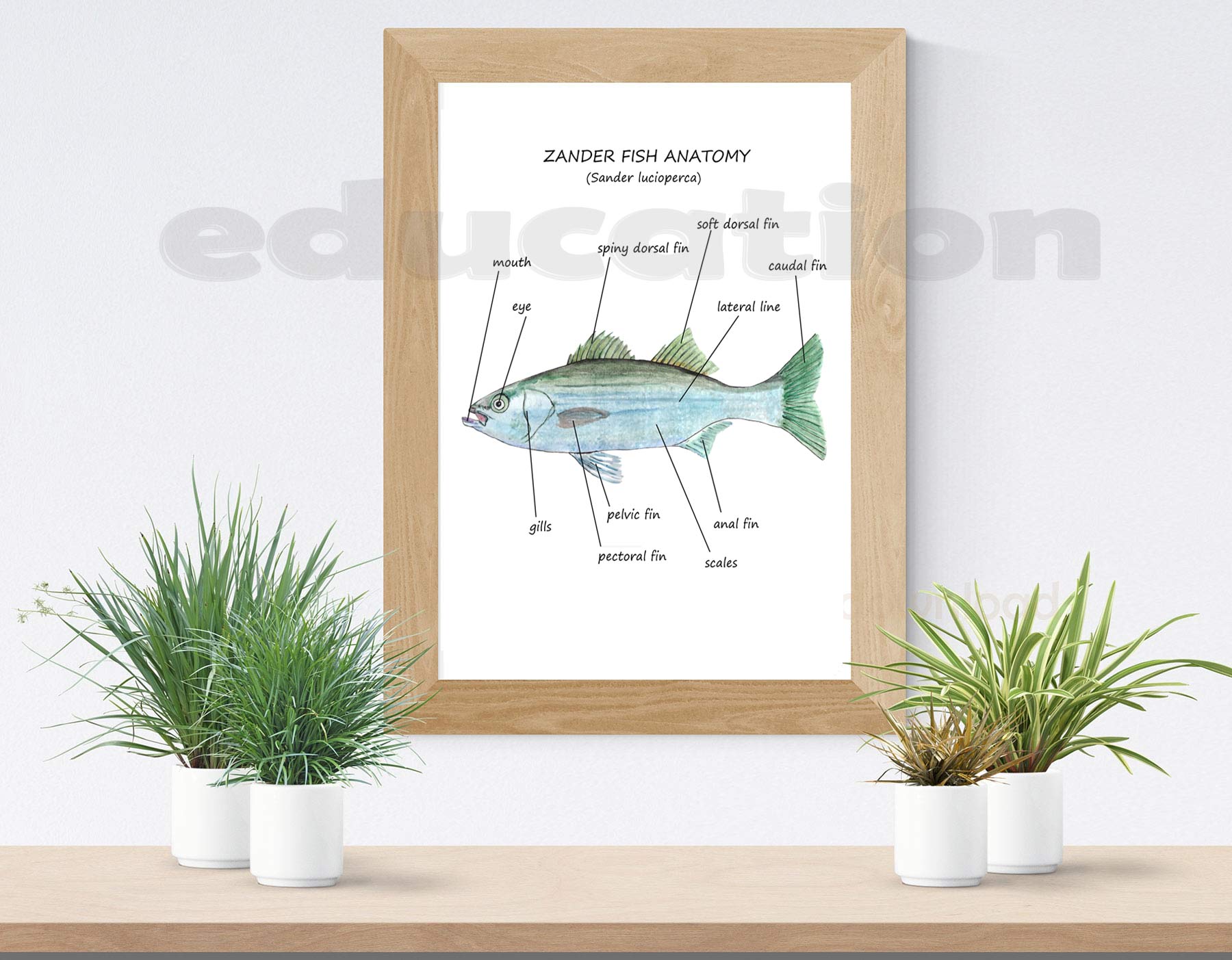 FISH Unit study, Anatomy, Poster and Puzzle, Printable, Biology science