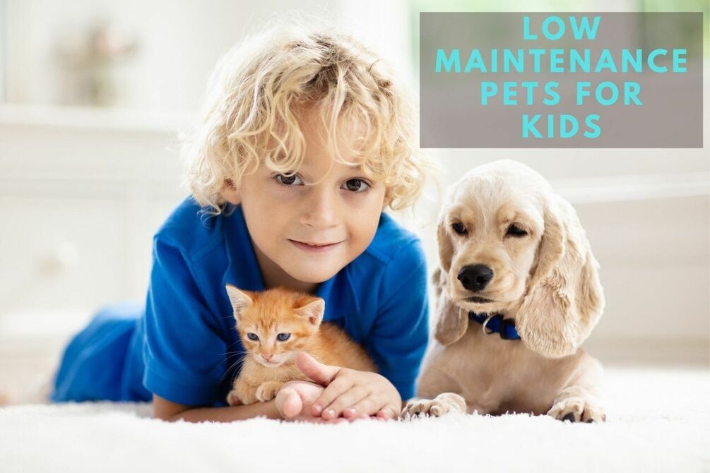 Lowest best sale maintenance pets