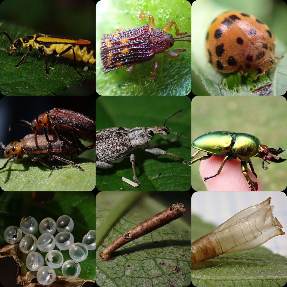 EARTHLING CARDS Part 11 ANIMALS insects 3 beetle egg skin cocoon ...