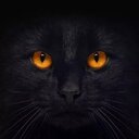 Gumroad profile picture for @catastrophic