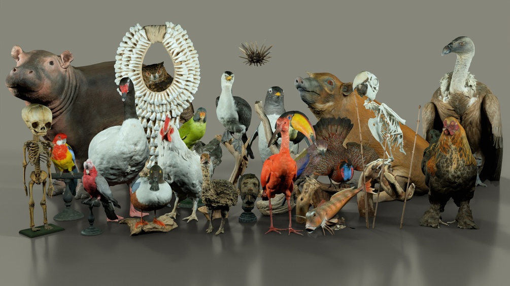 26 Highly Realistic 3D Scanned Museum Animal Models