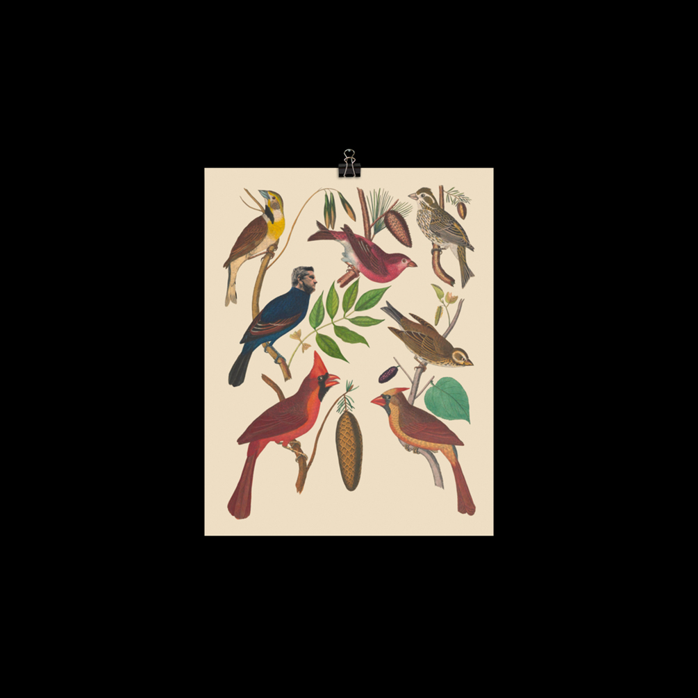 Finch Nature Poster