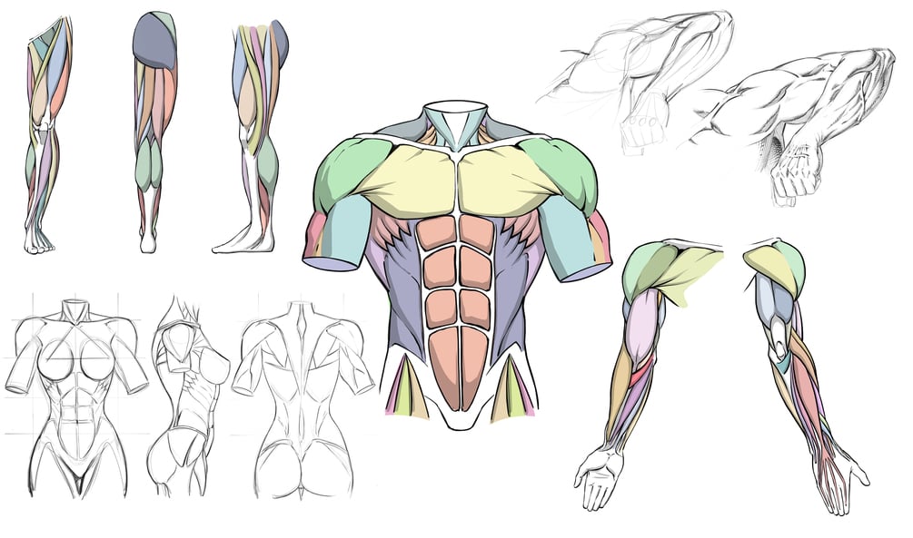 How to Draw Dynamic Anatomy Step by Step Full Course