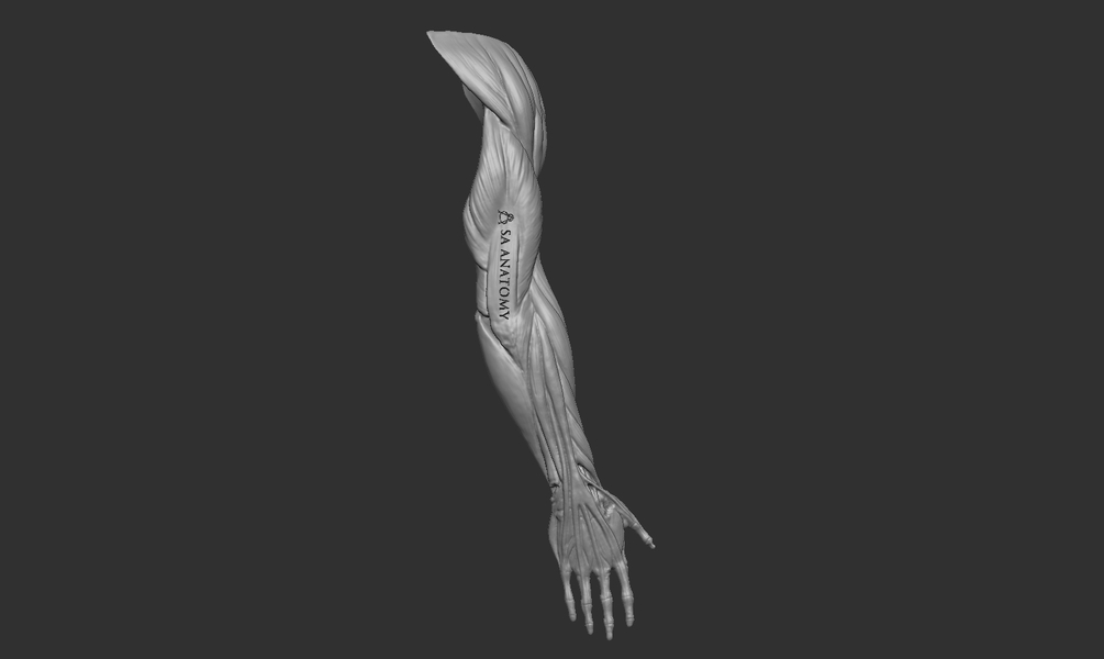 Male Arm Anatomy