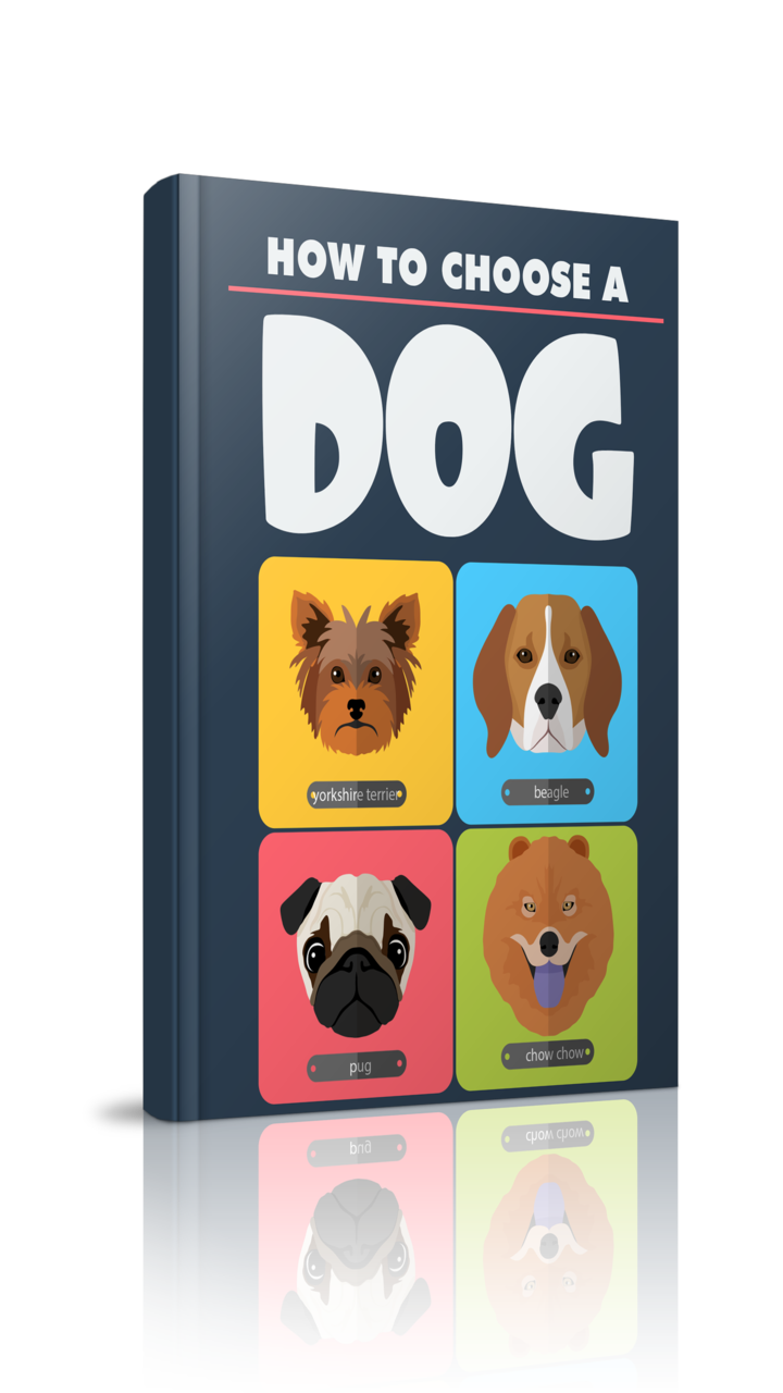 How to Choose A Dog